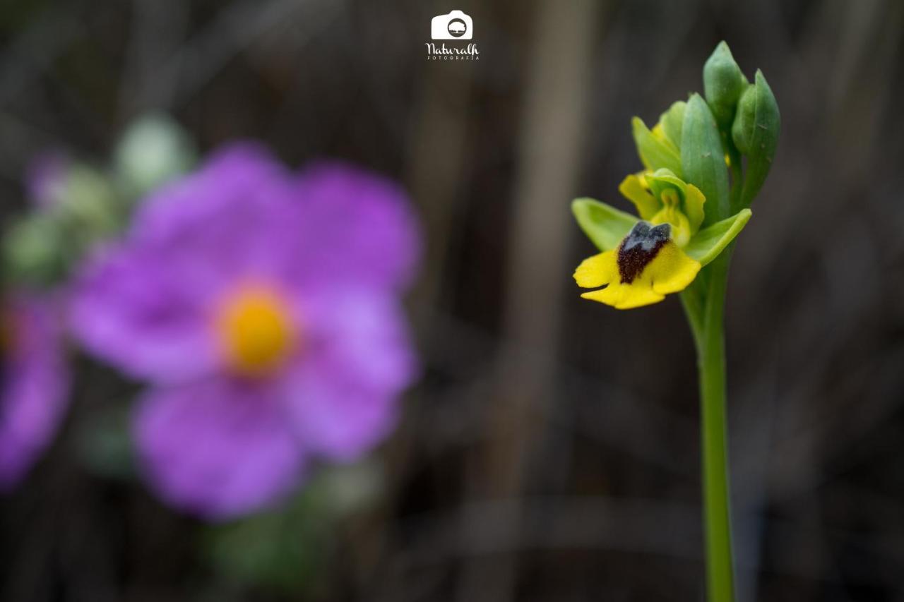 Вілла Tottam Art & Healthy Garden Малага Екстер'єр фото